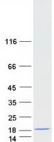 Human partial POLR2J2 gene for RPB11b1 protein, intron 4 (1255 BP). (Recombinant Myc-DDK (Flag))