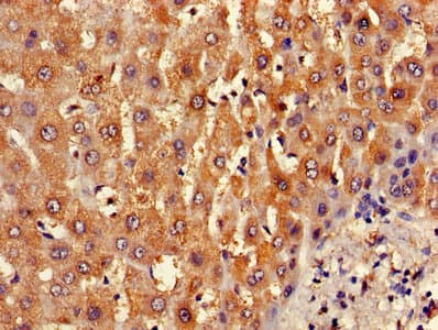 GLCT2 / B3GALT2 Antibody