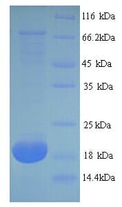 Mouse Mup2 / Major Urinary Protein 2 (Recombinant)