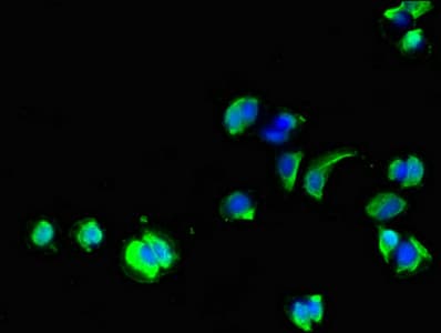IHC-plus™ Polyclonal Rabbit anti-Human GPC1 / Glypican Antibody (IHC, IF)