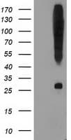SNAP25 Antibody (clone OTI1D3)