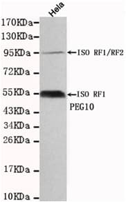 EDR / PEG10 Antibody