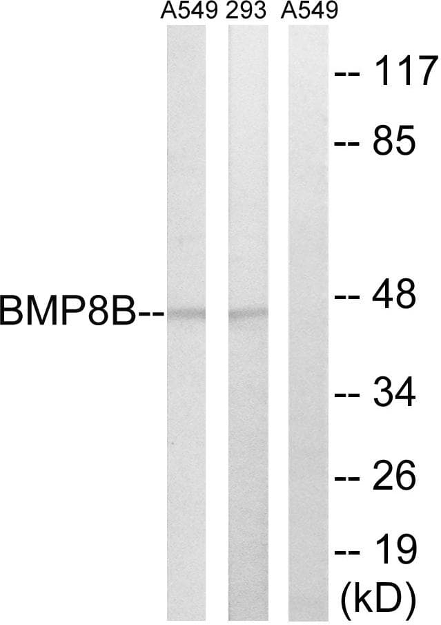 Polyclonal Rabbit anti-Human BMP8B Antibody (WB)