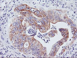 DGKA Antibody (clone OTI7B6)