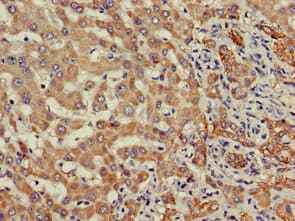 SDC4 / Syndecan 4 Antibody