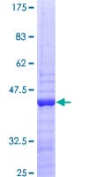 Human RPS14 / Ribosomal Protein S14 (Recombinant GST)