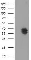 VSIG2 Antibody (clone OTI1F8, Carrier-free)