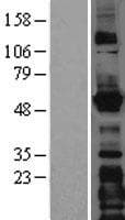 Human ERGIC-53 / LMAN1 Protein (Over-Expression Lysate Myc-DDK (Flag))