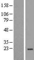 NDUFA8 Protein (Over-Expression Lysate Myc-DDK (Flag))