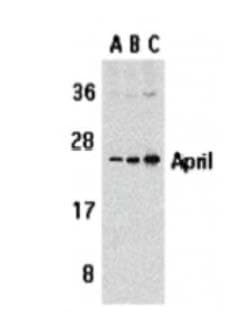 TNFSF13 / APRIL Antibody (aa180-230)