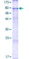 Human SLC43A2 Protein (Recombinant GST)
