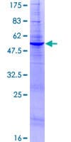 Human DOLPP1 Protein (Recombinant GST)