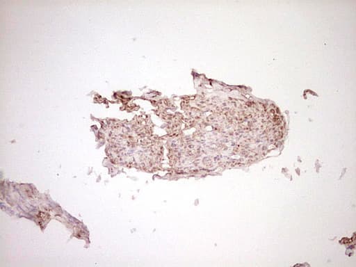 FOS / c-FOS Antibody (clone OTI3B8)