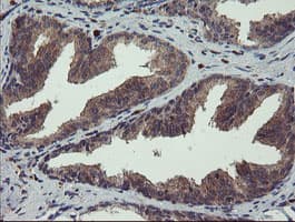 CRYZL1 Antibody (clone OTI1H11)