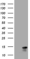 MLANA / Melan-A Antibody (aa48-118, clone OTI3G1)