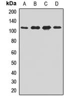 IPO9 / Importin 9 Antibody