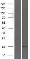C9orf69 Protein (Over-Expression Lysate Myc-DDK (Flag))