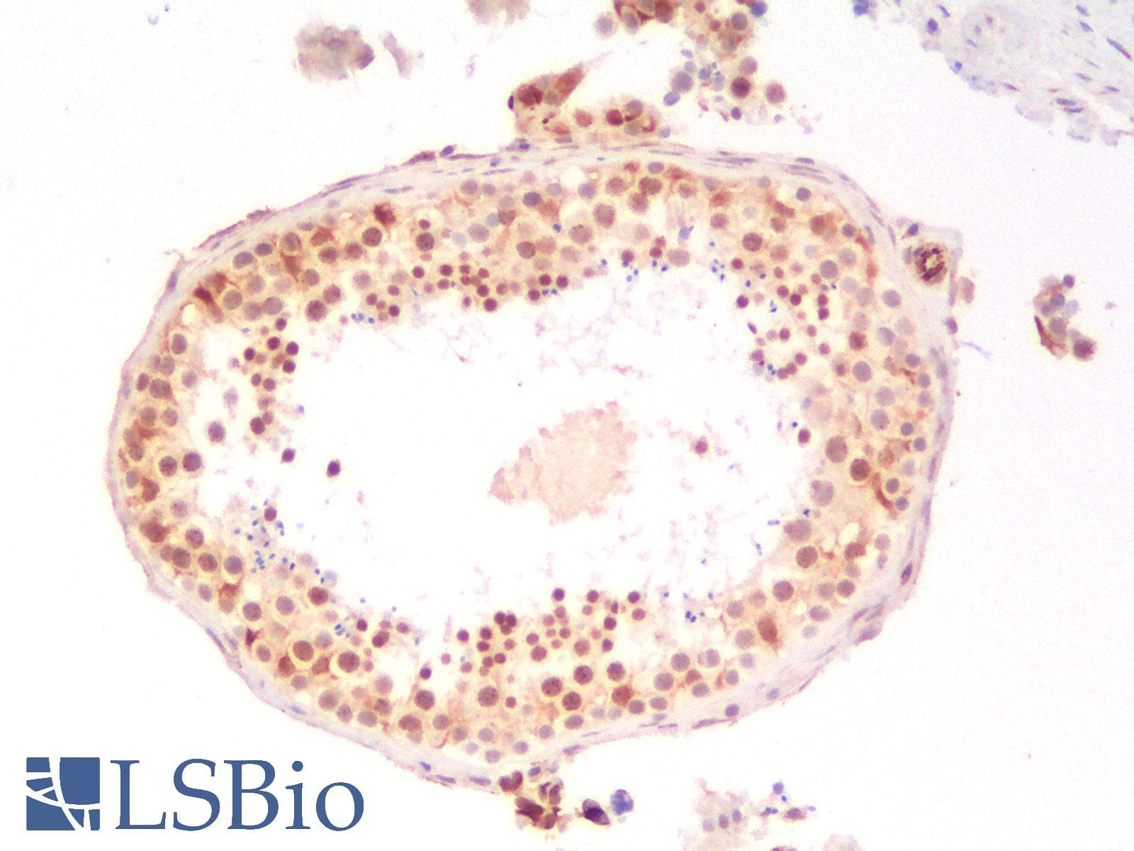 PathPlus™ NANOG Antibody (Concentrated)