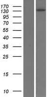 Human PLCB4 Protein (Over-Expression Lysate Myc-DDK (Flag))