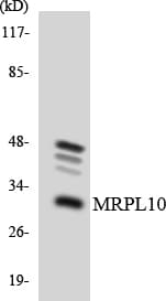 MRPL10 Antibody (aa201-250)