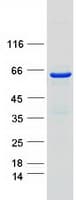 Human BAIAP2 / IRSP53 Protein (Recombinant Myc-DDK (Flag))