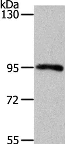 MYSM1 Antibody