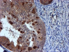 TIP48 / RUVBL2 Antibody (clone OTI1D9)