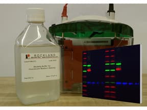Polyclonal Rabbit anti-Saccharomyces cerevisiae Carboxypeptidase Y Antibody (Liquid, WB)