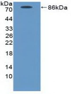 ICAM-1 / CD54 Antibody (aa25-531)