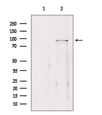 BRD3 Antibody