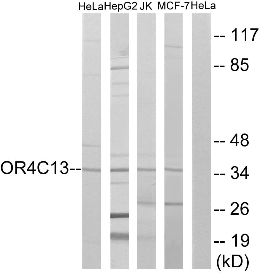 Polyclonal Rabbit anti-Human OR4C13 Antibody (aa260-309, IF, WB)
