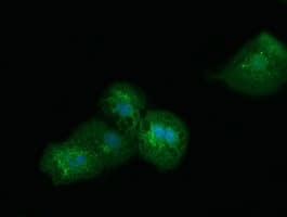 SDR9C7 Antibody (clone OTI10B4)