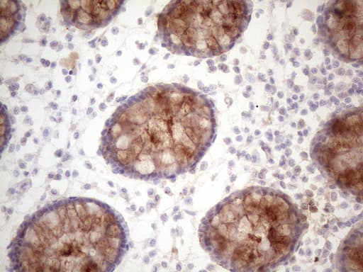 DMRT1 Antibody (aa1-210, clone OTI4E12)