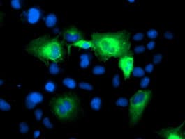 ATG3 Antibody (clone OTI3H1, Carrier-free)