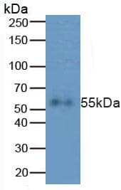 CASP8 / Caspase 8 Antibody (aa217-384)