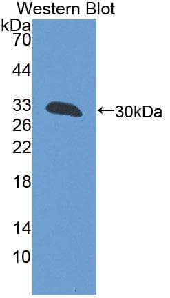 GFM1 Antibody (aa511-751, PE)