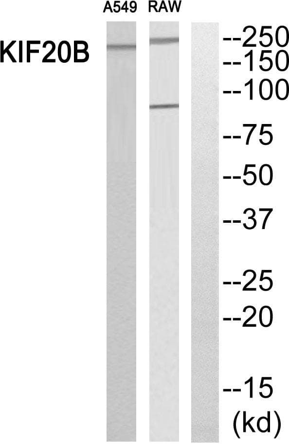 KIF20B Antibody