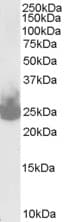IHC-plus™ SNAP25 Antibody (aa193-206)