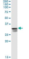 CDK2 Antibody (clone 3A2-3G6)