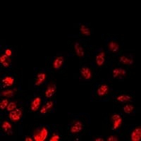 Polyclonal Rabbit anti-Human PLCXD2 Antibody (IF, WB)