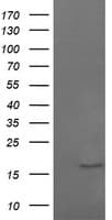 CR6 / GADD45G Antibody (clone 1.00E+02, Carrier-free)