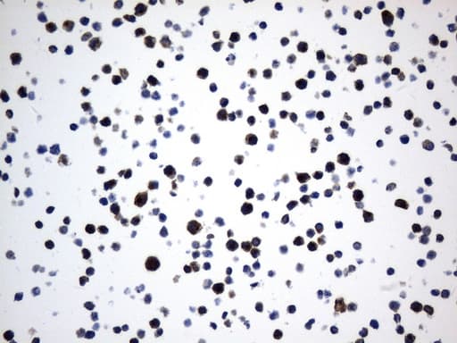 CD74 / CLIP Antibody (clone UMAB231, Carrier-free)