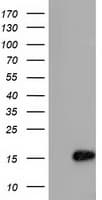 C15orf40 Antibody (clone OTI2B7)