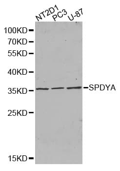 SPY1 / SPDYA Antibody