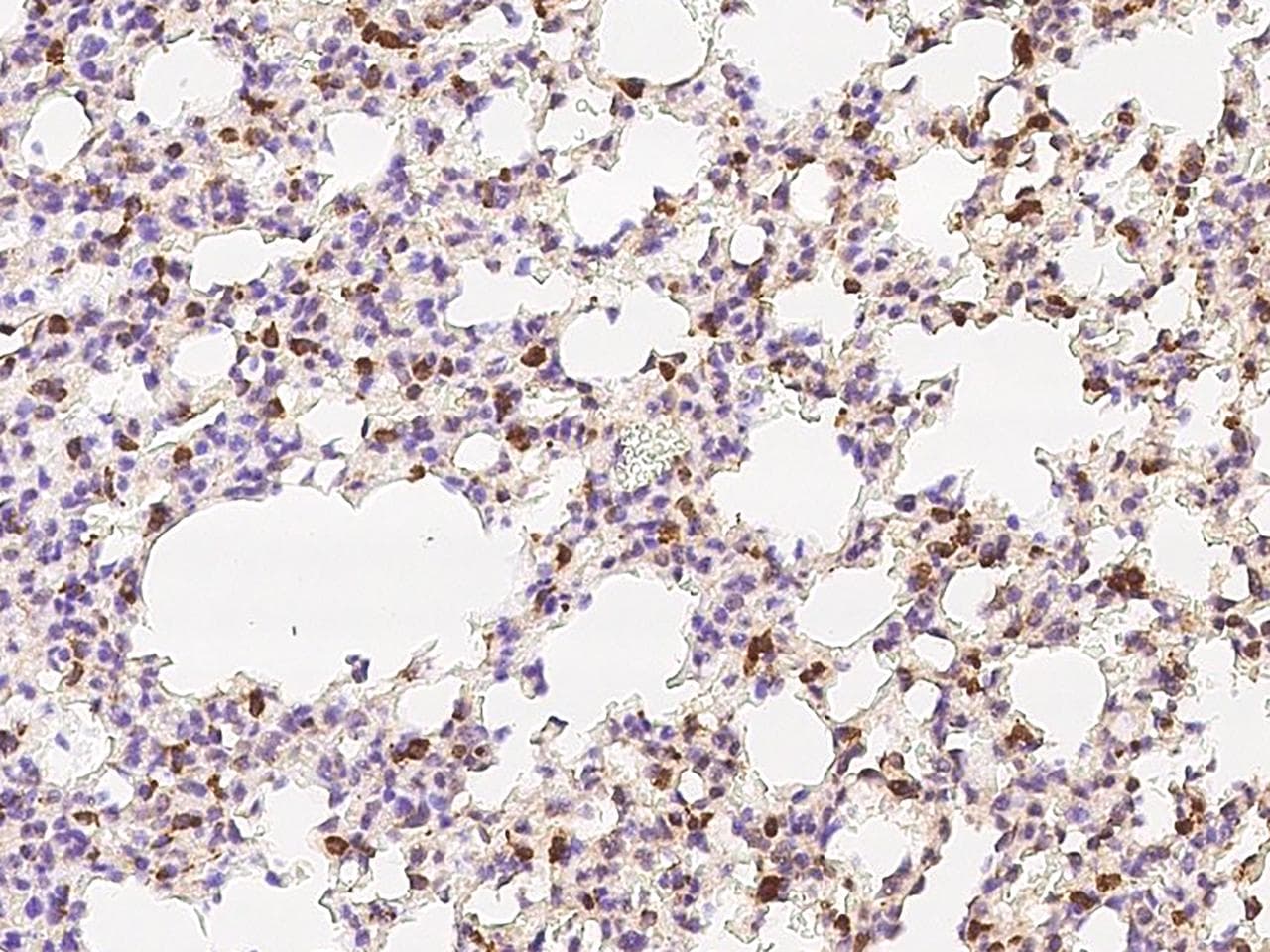 CD302 Antibody (Preservative Free)