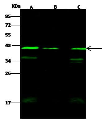 WDR77 / MEP50 Antibody (Preservative Free)