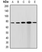 Polyclonal Rabbit anti-Human CXXC1 / CGBP Antibody (IHC, IF, WB)