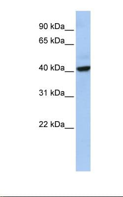 THAP5 Antibody (aa203-252)