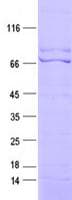 Human FLT1 / VEGFR1 Protein (Recombinant DDK,C-terminus)