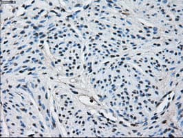 Monoclonal Mouse anti-Human PRDX4 / Peroxiredoxin 4 Antibody (clone OTI9A3, IHC, IF, WB)